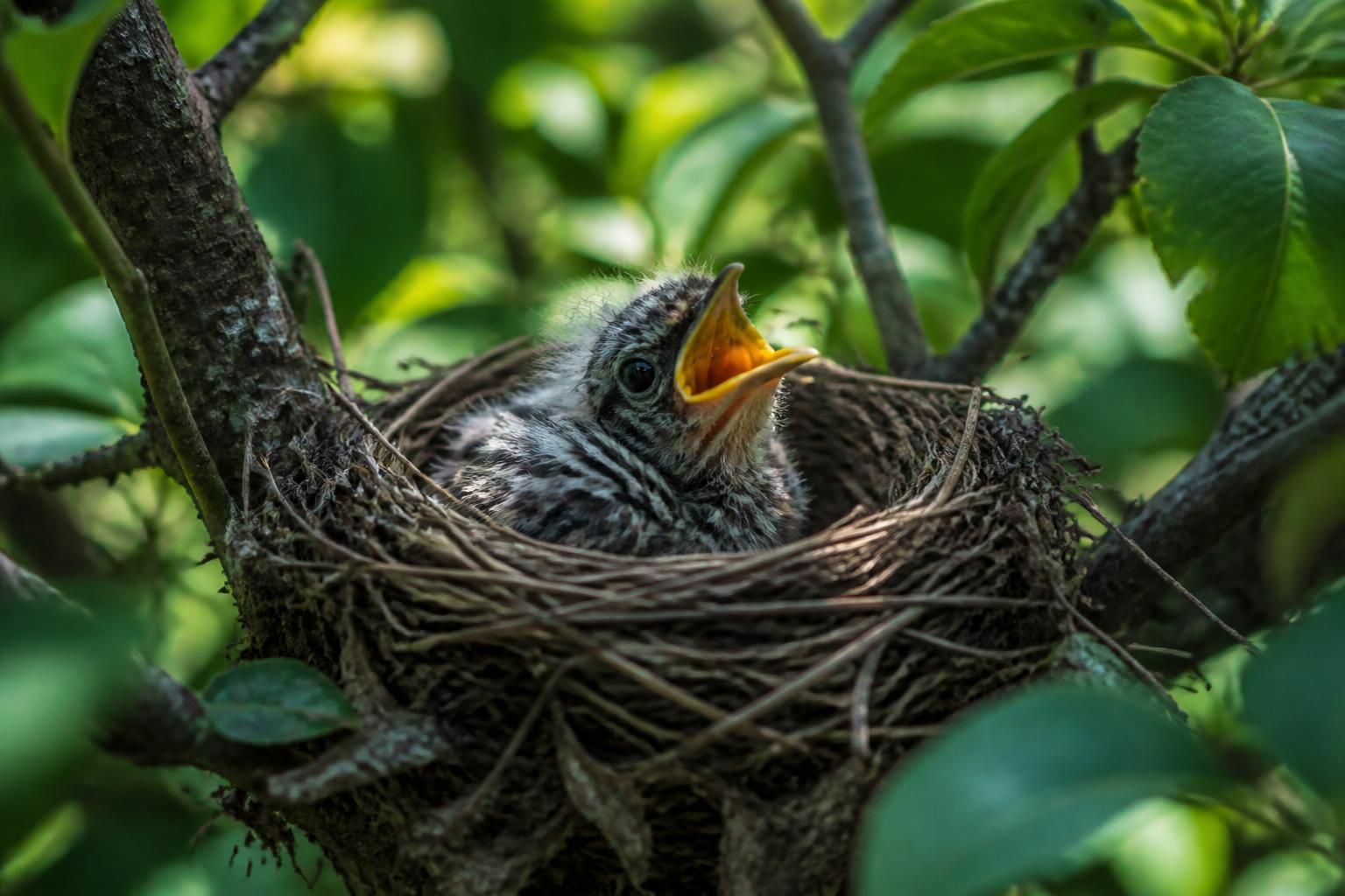 découvrez comment reconnaître un oisillon grâce à nos applications d'identification simples et efficaces, idéales pour les passionnés d'ornithologie et les débutants.